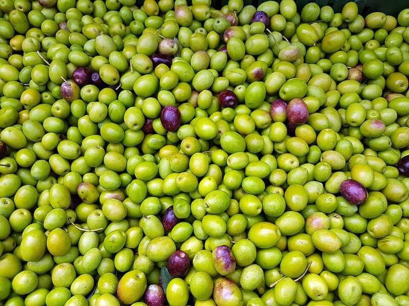 COAG Andalucía prevé una estabilidad con tendencia al alza de los precios del aceite de oliva