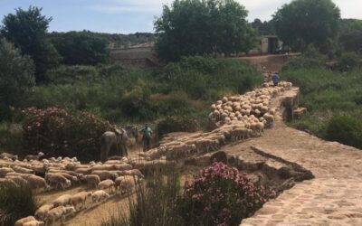 COAG Jaén alerta de la situación de los ganaderos de cordero de la provincia que no cubren los gastos de producción