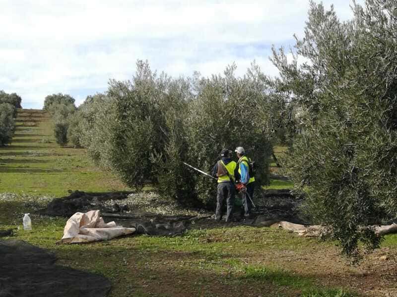 El BOJA publica la ampliación de las ayudas para jóvenes agricultores de Jaén hasta los 16M€