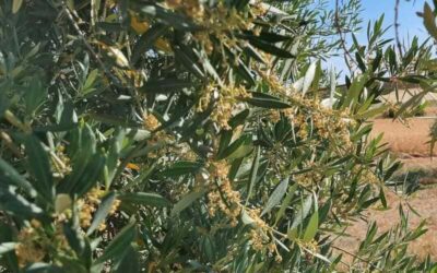 La sequía y las altas temperaturas de mayo y junio están afectando al olivar jiennense y a su próxima producción de aceite
